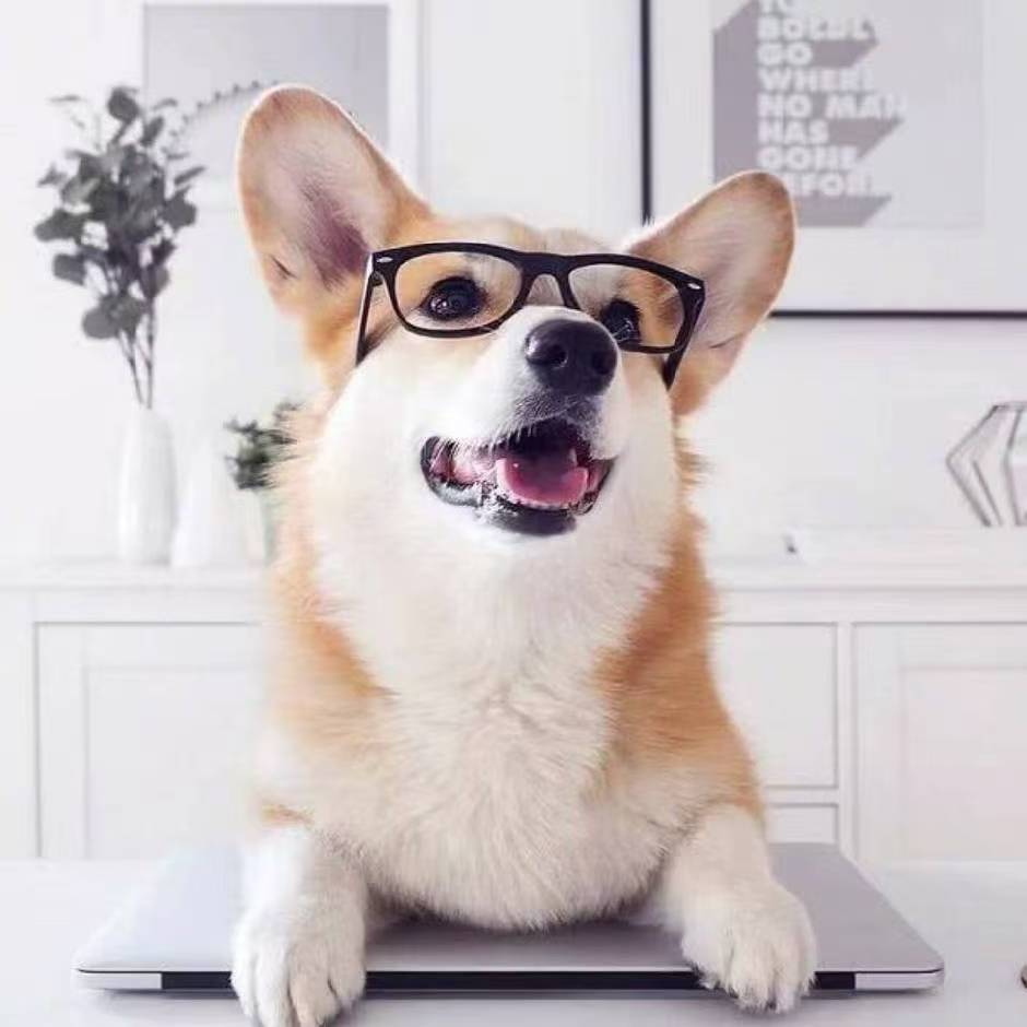 Corgis